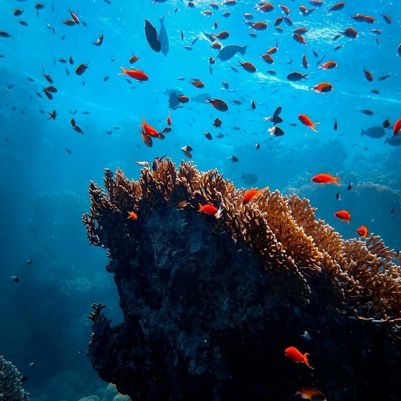 A vibrant array of tropical fish swimming among a coral reef in the Red Sea, Egypt, is captured in this captivating underwater travel photograph, highlighting the region’s extraordinary marine biodiversity. Brightly colored fish of various shapes and sizes weave through intricate coral formations, while filtered sunlight from the surface illuminates the reef and the clear blue waters. The scene conveys a sense of movement, life, and tranquility, showcasing the rich ecosystems that make the Red Sea a world-renowned diving destination. Inspiration Africa curates bespoke, tailor-made journeys to Egypt and across Africa, combining immersive marine experiences with cultural exploration and unforgettable coastal adventures.