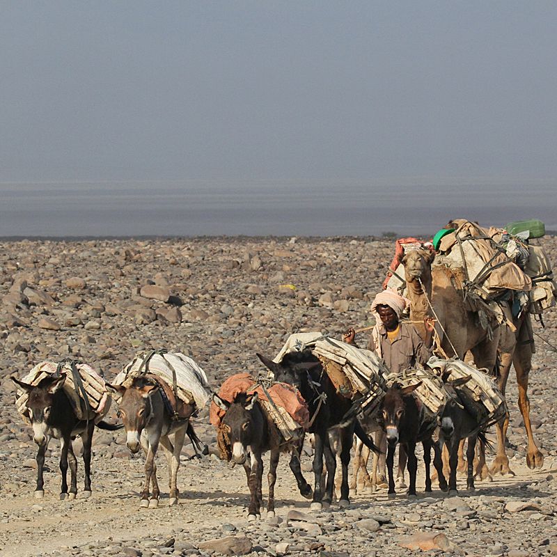 Experience the surreal landscapes of Ethiopia with this captivating image of donkeys in the Danakil Depression. The photo captures the animals moving across the stark, mineral-rich terrain, set against shimmering salt flats and the intense light that defines one of the hottest places on Earth. Their presence highlights the enduring connection between local communities and this extreme environment, where donkeys play an essential role in daily life and traditional salt caravans.
Inspiration Africa crafts tailor-made journeys to Ethiopia, giving travellers the opportunity to explore the dramatic landscapes of the Danakil Depression, witness its unique geological wonders, and experience the rich cultural heritage woven into this extraordinary region.