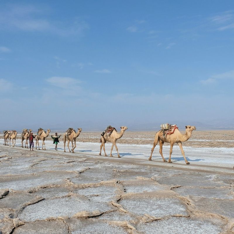 Experience the striking beauty of Ethiopia’s Danakil Depression with this powerful image of its vast desert landscapes. The photo captures the stark, sun-baked terrain—rippling salt flats, volcanic rock formations and shimmering heat—revealing the raw, elemental character of one of the hottest and most extreme environments on Earth. The Danakil’s dramatic contrasts and otherworldly colours create a landscape unlike anywhere else in Africa.
Inspiration Africa crafts tailor-made journeys to Ethiopia, offering travellers the opportunity to explore the Danakil Depression safely and witness its extraordinary desert scenery, geothermal wonders and unforgettable geological formations.