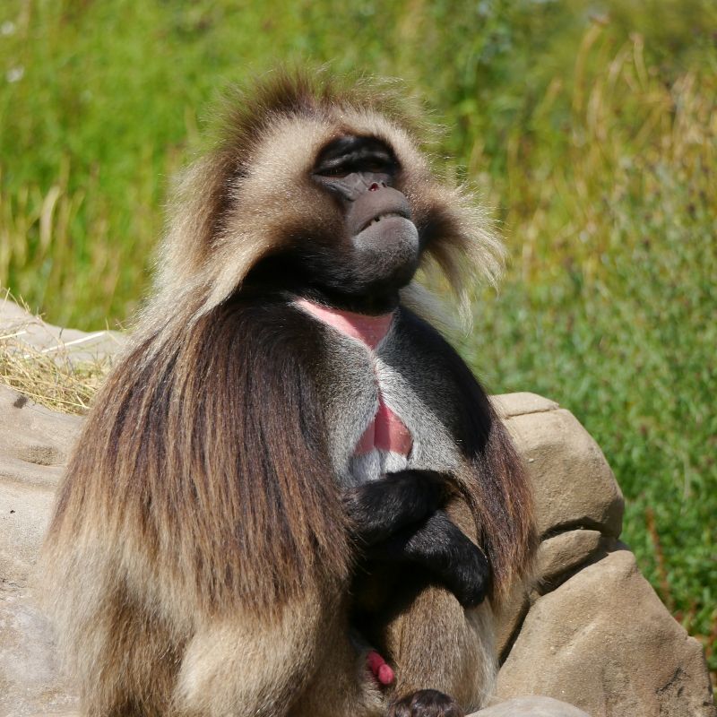 Ethiopia’s wildlife is as captivating as its landscapes. A close-up of a gelada baboon — found only in Ethiopia’s highlands — reveals the country’s unique natural heritage. These striking primates, known for their expressive faces and flowing manes, thrive in the Simien Mountains alongside diverse endemic species. Inspiration Africa crafts tailor-made journeys that combine wildlife encounters, scenic trekking, and cultural discovery across Ethiopia’s varied regions. Travel with Inspiration Africa to meet the gelada and explore the wild side of Ethiopia, where nature and tradition coexist in remarkable harmony.