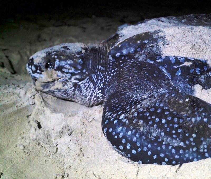 An adult leatherback turtle on the beach at night in Mayumba National Park, Gabon, is captured in this powerful travel photograph, taken during a guided turtle watching experience. Illuminated by soft, low-impact lighting, the massive turtle makes its way across the sand to nest along one of West Africa’s most important marine conservation sites. The dark ocean and starlit sky create a dramatic and intimate atmosphere, emphasizing the rarity and significance of witnessing this ancient species in its natural habitat. The scene conveys conservation, respect, and connection with nature in a remote and protected coastal environment. Inspiration Africa curates bespoke, tailor-made journeys to Gabon and across Africa, combining meaningful wildlife encounters with immersive conservation-focused travel experiences.