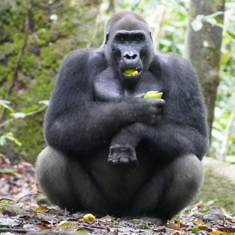 Experience an unforgettable wildlife moment in the pristine rainforests of Loango National Park, Gabon. This photo features a western lowland gorilla surrounded by lush green vegetation, its calm demeanor and expressive eyes offering a rare glimpse into the life of this endangered species. The vibrant forest light and rich biodiversity highlight the gorilla’s powerful yet gentle presence in one of Africa’s most remarkable habitats. Inspiration Africa designs tailor-made journeys that bring you closer to extraordinary wildlife encounters and the untouched landscapes of Central Africa. Let us craft your personalized, conservation-focused adventure into the heart of Gabon’s iconic gorilla territory.