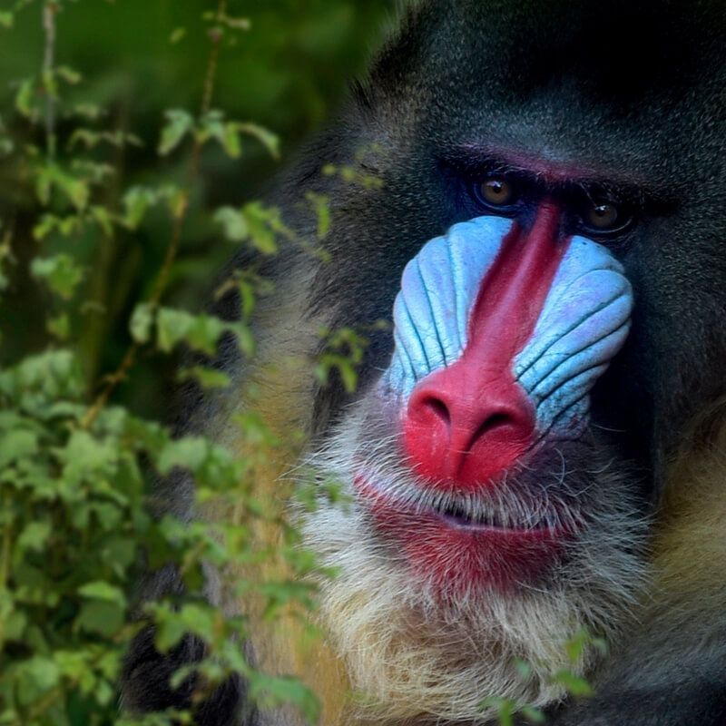 Discover the wild heart of Gabon with Inspiration Africa. This rare image of a mandrill concealed within the rainforest highlights Gabon’s extraordinary biodiversity and pristine ecosystems. We specialize in designing bespoke, tailor-made journeys that combine extraordinary perspectives with Africa’s most remarkable safari destinations, offering intimate wildlife encounters in some of the continent’s least explored forests.