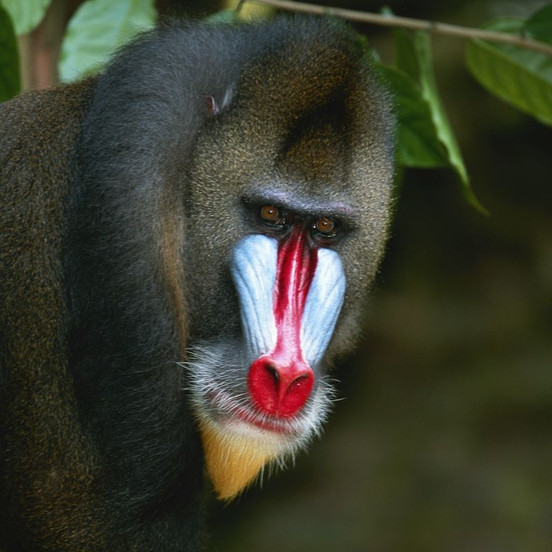 A striking close-up of a male mandrill showcases his vibrant colors and intense gaze—an iconic image of Gabon’s rich wildlife. Found in the dense rainforests of Central Africa, mandrills are among the world’s most fascinating primates. Inspiration Africa offers expertly curated travel to Gabon, where you can explore pristine national parks and encounter rare species like mandrills, forest elephants, and lowland gorillas. Our tailor-made journeys combine wildlife, culture, and conservation for a truly immersive experience. Let Inspiration Africa guide you through Gabon’s untamed beauty and bring you face-to-face with one of nature’s most extraordinary creatures.
