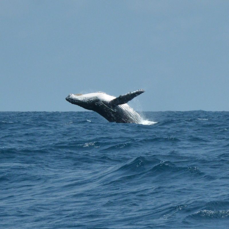 A magnificent whale breaches spectacularly from the waters of Mayumba National Park, Gabon, captured in this breathtaking marine wildlife travel photograph. Towering above the ocean’s surface, the whale’s powerful leap showcases the scale, strength, and grace of one of Africa’s most iconic marine mammals. Mayumba National Park is renowned for its pristine coastline, rich biodiversity, and seasonal whale migrations, offering extraordinary opportunities for wildlife observation and photography. Ideal for marine wildlife enthusiasts, photographers, and nature lovers, this scene captures the drama, beauty, and majesty of Gabon’s protected ocean habitats. Inspiration Africa specializes in bespoke, tailor-made journeys to Gabon and across Africa, crafting authentic coastal experiences that deliver unforgettable marine wildlife encounters and extraordinary natural moments.