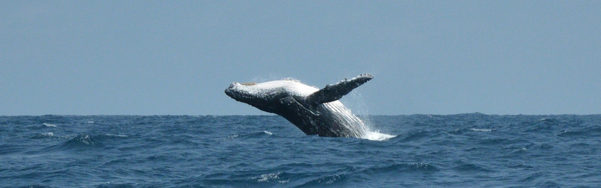 A humpback whale soars out of the water off Pointe Noire, Gabon—a breathtaking sight along the country’s untouched coastline. Every year from July to September, these whales migrate through Gabonese waters to breed and give birth. Pointe Noire and nearby Point Denis are ideal for observing this spectacular marine display. Gabon’s rich coastal ecosystem also welcomes dolphins, sea turtles, and manatees. Inspiration Africa organizes custom journeys to this remarkable region, offering guided marine wildlife experiences and access to some of Central Africa’s most pristine natural settings—perfect for travelers seeking close encounters with the ocean’s giants in a wild, remote setting.