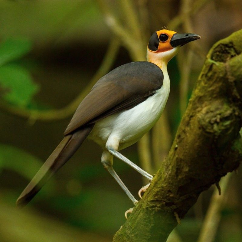 Birdwatching in Ghana offers the chance to observe the elusive Yellow-headed Picathartes, also known as the White-necked Rockfowl. This unique bird inhabits rocky forested areas and is renowned for its distinctive appearance and nesting habits. Inspiration Africa organizes custom travel to Ghana, creating journeys that blend culture, history, and meaningful local encounters. Whether for birding or wildlife safari or photography, We specialize in bespoke, tailor-made journeys to Ghana and across Africa, crafting unforgettable experiences in extraordinary destinations.