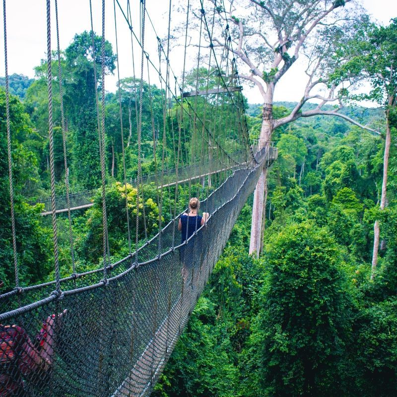 People walking over a hanging bridge above the treetops in Ghana's Kakum National Park—a highlight of Ghana’s hiking experiences. This canopy walkway offers panoramic forest views and a unique connection with nature. Ghana is an emerging hiking destination, with scenic trails leading to Wli Waterfalls and Mount Afadja in the lush Volta Region. Inspiration Africa organizes custom travel to Ghana, creating journeys that combine adventure, culture, and nature. Whether crossing rainforest walkways or trekking to remote peaks, we help you experience the best of Ghana’s outdoors with expert planning and local insight. Inspiration Africa specializes in bespoke, tailor-made journeys to Ghana and across Africa, crafting unforgettable safari experiences in extraordinary destinations.