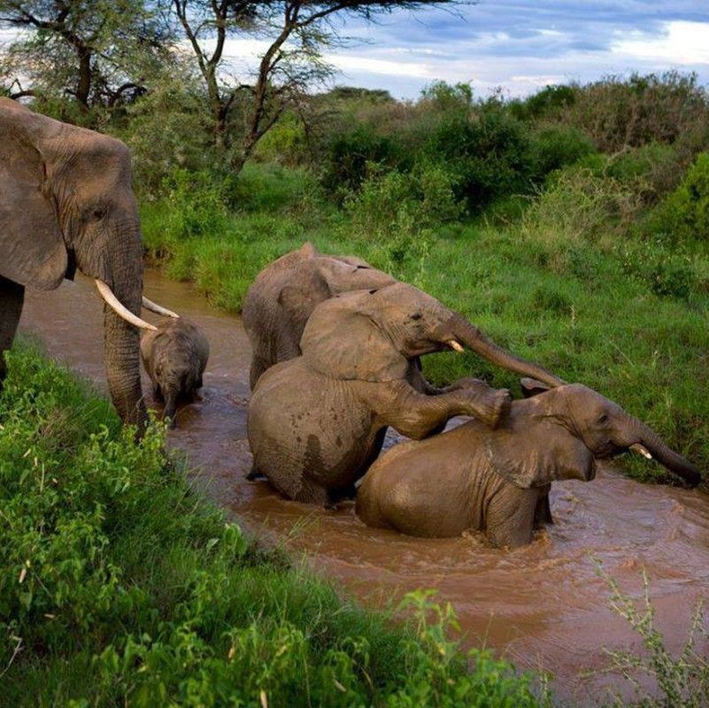 wildlife safari in Ghana's Mole National Park will allow you to observe groups of elephants, bulls and young, bathing in rivers, offering close-up views of these majestic creatures in their natural habitat. Inspiration Africa organizes custom travel to Ghana, creating journeys that blend culture, history, and meaningful local encounters. Whether for birding or wildlife safari or photography, We specialize in bespoke, tailor-made journeys to Ghana and across Africa, crafting unforgettable experiences in extraordinary destinations.