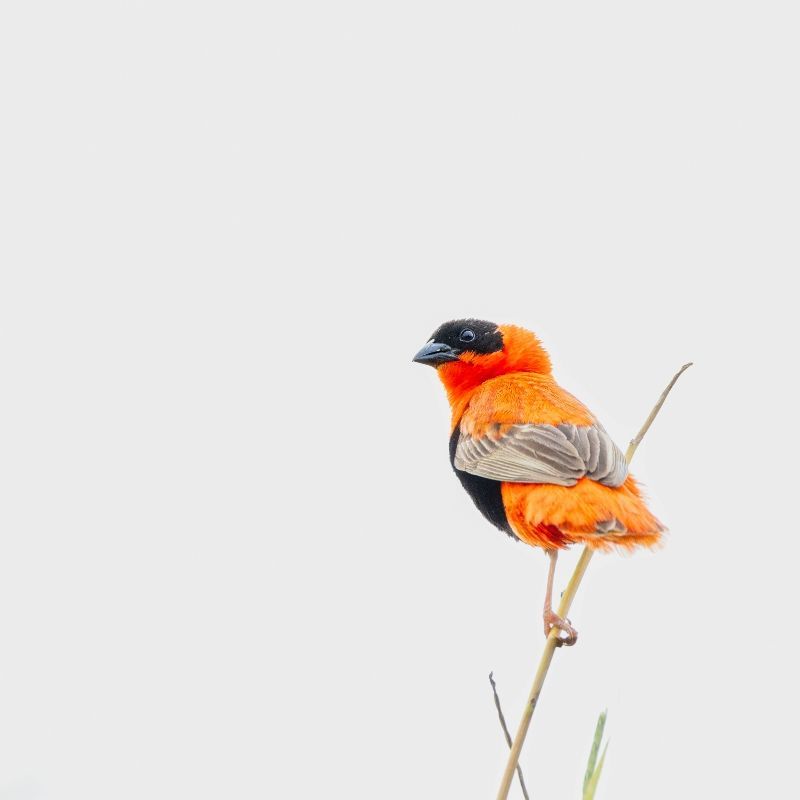A vibrant orange and black bird in The Gambia is captured in this striking travel photograph, highlighting the rich birdlife found in one of West Africa’s most rewarding birdwatching destinations. Perched among lush green foliage, the bird’s vivid plumage contrasts sharply with the natural surroundings, creating a bold and eye-catching composition. Soft natural light enhances the intensity of its orange and black feathers while revealing fine details in the surrounding vegetation. The scene conveys the diversity, color, and vitality of The Gambia’s wetlands, forests, and riverine habitats, which attract bird enthusiasts from around the world. Inspiration Africa curates bespoke, tailor-made journeys to The Gambia and across Africa, combining immersive birdwatching experiences with cultural exploration and nature-focused adventures.