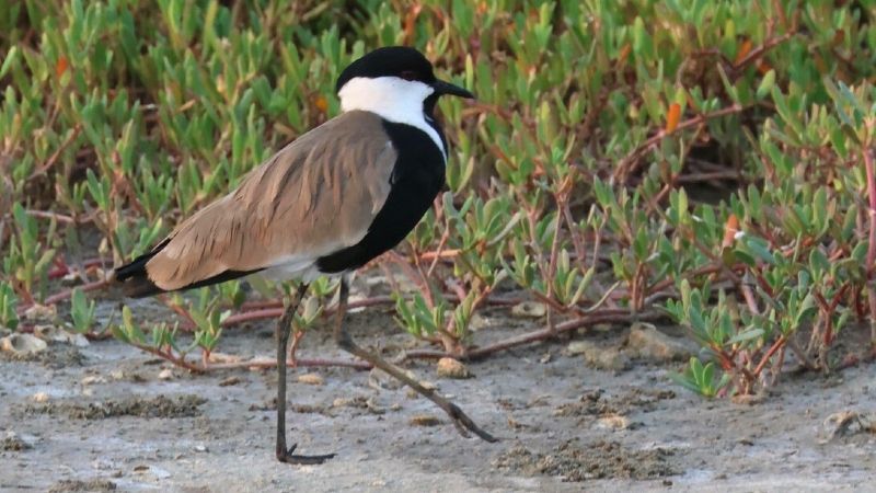 This image captures a spur-winged lapwing in its natural habitat at one of The Gambia’s renowned bird sanctuaries. With over 500 bird species, The Gambia is a prime destination for birdwatching. Inspiration Africa organizes tailor-made birding journeys to top spots like Abuko Nature Reserve, Tanji Bird Reserve, Bijilo Forest Park, and Kiang West National Park. From mangrove-lined wetlands to forest trails, these areas offer close encounters with species like bee-eaters, hornbills, and lapwings. Whether you're a seasoned birder or a nature lover, Inspiration Africa ensures expertly guided experiences in The Gambia’s richest birding habitats.