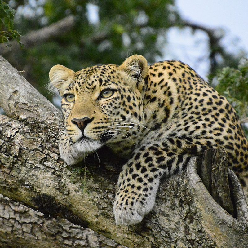 Capture the elusive beauty of Africa with this stunning photo of a majestic leopard surveying its territory, perfectly camouflaged while lying on a tree branch in Kenya. This classic sighting is the highlight of any safari adventure. Inspiration Africa specializes in designing your exclusive, tailor-made trip to Kenya's top parks, ensuring you experience the best of the Big Five and other spectacular destinations across Africa. Book your dream safari with us today!