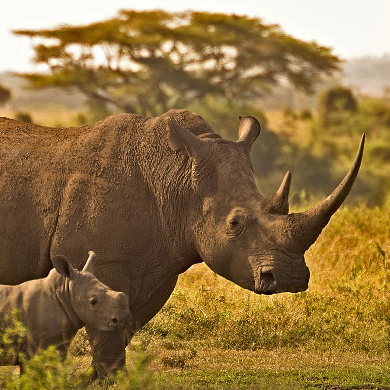 Female adult  rhinoceros standing next to his cub in national park of Kenya
