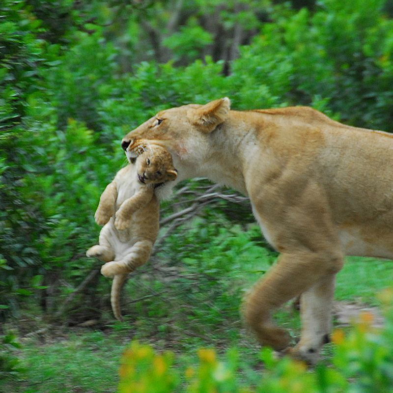 The Maasai Mara National Reserve in Kenya offers one of Africa’s most iconic wildlife spectacles. This powerful image of a lioness carrying her cub gently in her mouth captures the tenderness and strength of life on the savannah. Renowned for exceptional predator sightings and vast open plains, the Maasai Mara delivers unforgettable safari moments. Inspiration Africa specializes in bespoke, tailor-made journeys to Kenya and across Africa, crafting extraordinary safari experiences in remarkable destinations.
