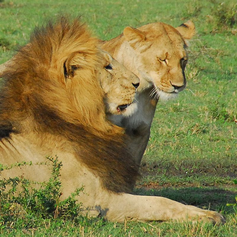 Capture stunning images of lions in Kenya's Maasai Mara National Reserve, where expansive savannahs provide unparalleled wildlife photography opportunities. Inspiration Africa organizes custom travel to Kenya, creating journeys that blend culture, history, and meaningful local encounters. Whether for birding, hiking, wildlife safaris, photography or cultural experiences We specialize in bespoke, tailor-made journeys to Kenya and across Africa, crafting unforgettable experiences in extraordinary destinations.