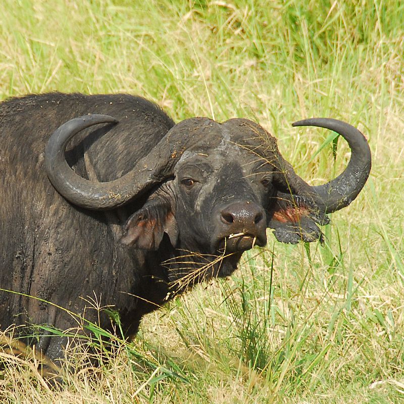 In Kenya's Meru National Park, embark on a game drive to observe African buffalo herds grazing amidst diverse landscapes, including savannahs, woodlands, and riverine forests, offering a quintessential East African safari experience. Inspiration Africa organizes custom travel to Kenya, creating journeys that blend culture, history, and meaningful local encounters. Whether for birding, hiking, wildlife safaris, photography or cultural experiences We specialize in bespoke, tailor-made journeys to Kenya and across Africa, crafting unforgettable experiences in extraordinary destinations.