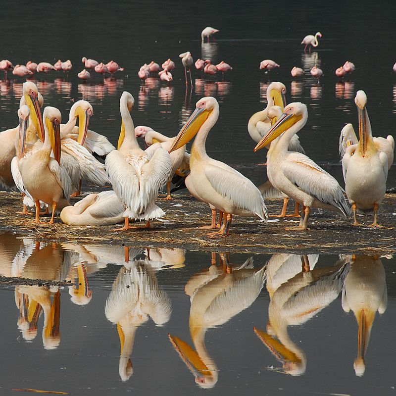 Lake Nakuru in Kenya offers exceptional birdwatching opportunities, notably hosting large populations of pelicans. The lake's rich biodiversity attracts bird enthusiasts seeking to observe these majestic birds in their natural habitat. Inspiration Africa organizes custom travel to Kenya, creating journeys that blend culture, history, and meaningful local encounters. Whether for birding, hiking, wildlife safaris, photography or cultural experiences We specialize in bespoke, tailor-made journeys to Kenya and across Africa, crafting unforgettable experiences in extraordinary destinations.