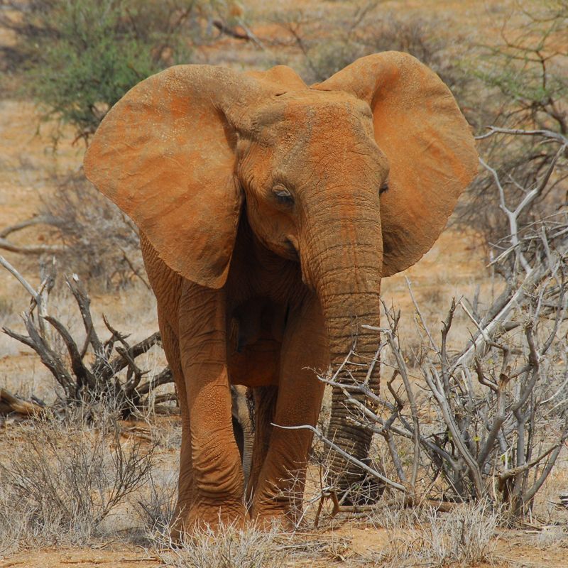 Experience Kenya's Maasai Mara from a hot air balloon, gliding over the savannah at sunrise. Witness the Great Migration's wildebeest herds and diverse wildlife from a unique aerial perspective. Inspiration Africa organizes custom travel to Kenya, creating journeys that blend culture, history, and meaningful local encounters. Whether for birding, hiking, wildlife safaris, photography or cultural experiences We specialize in bespoke, tailor-made journeys to Kenya and across Africa, crafting unforgettable experiences in extraordinary destinations.