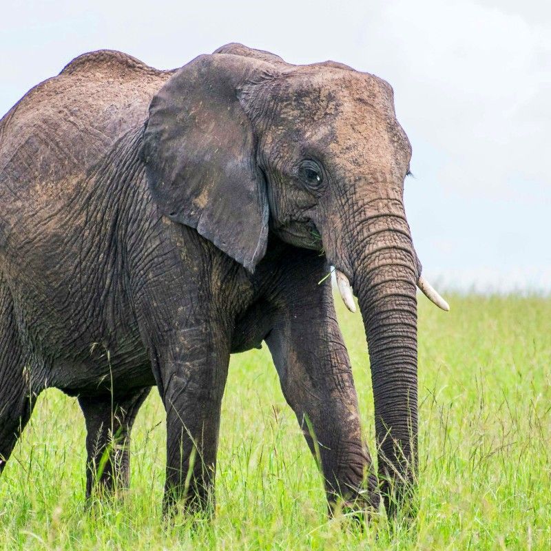 Gaze upon the majesty of an elephant in Kenya’s Maasai Mara, captured in this striking wildlife photograph. The gentle giant stands gracefully against the backdrop of golden savannah and scattered acacia trees, embodying the power, intelligence, and presence of Africa’s iconic wildlife. Observing elephants in their natural habitat offers a profound connection to the rhythms of the Mara and its rich biodiversity. The Maasai Mara is renowned for its exceptional safari experiences, making such encounters truly unforgettable. Inspiration Africa specializes in designing bespoke, tailor-made journeys that deliver extraordinary wildlife encounters across Africa’s most remarkable destinations.