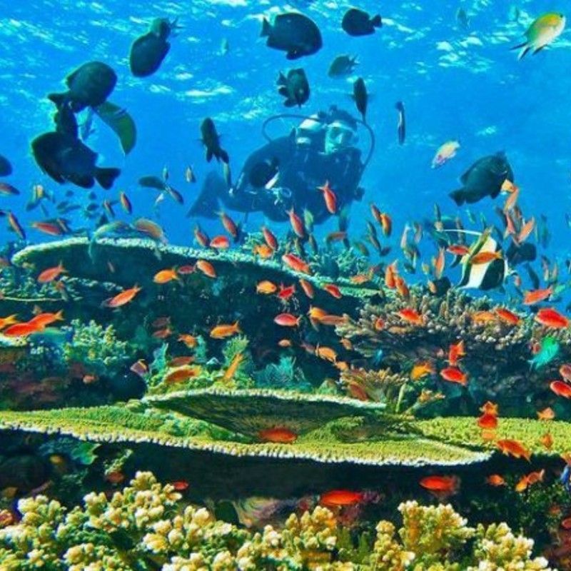 Kenya's coastline offers exceptional diving and snorkeling experiences, with several prime locations to explore: Watamu Marine National Park, Kisite-Mpunguti Marine National Park, Mombasa Marine National Park and Reserve. Diani Beach or Kiwayu Island as part of the Lamu Archipelago.Inspiration Africa organizes custom travel to Kenya, creating journeys that blend culture, history, and meaningful local encounters. Whether for birding, hiking, wildlife safaris, photography or cultural experiences We specialize in bespoke, tailor-made journeys to Kenya and across Africa, crafting unforgettable experiences in extraordinary destinations.