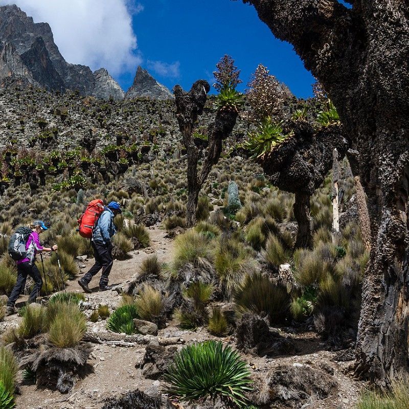 Challenge yourself with a trek up Mount Kenya, Africa's second-highest peak or Mount Egon or Mount Meru. Kenya offers many option for excellent hikes or treks. Inspiration Africa organizes custom travel to Kenya, creating journeys that blend culture, history, and meaningful local encounters. Whether for birding, hiking, wildlife safaris, photography or cultural experiences We specialize in bespoke, tailor-made journeys to Kenya and across Africa, crafting unforgettable experiences in extraordinary destinations.
