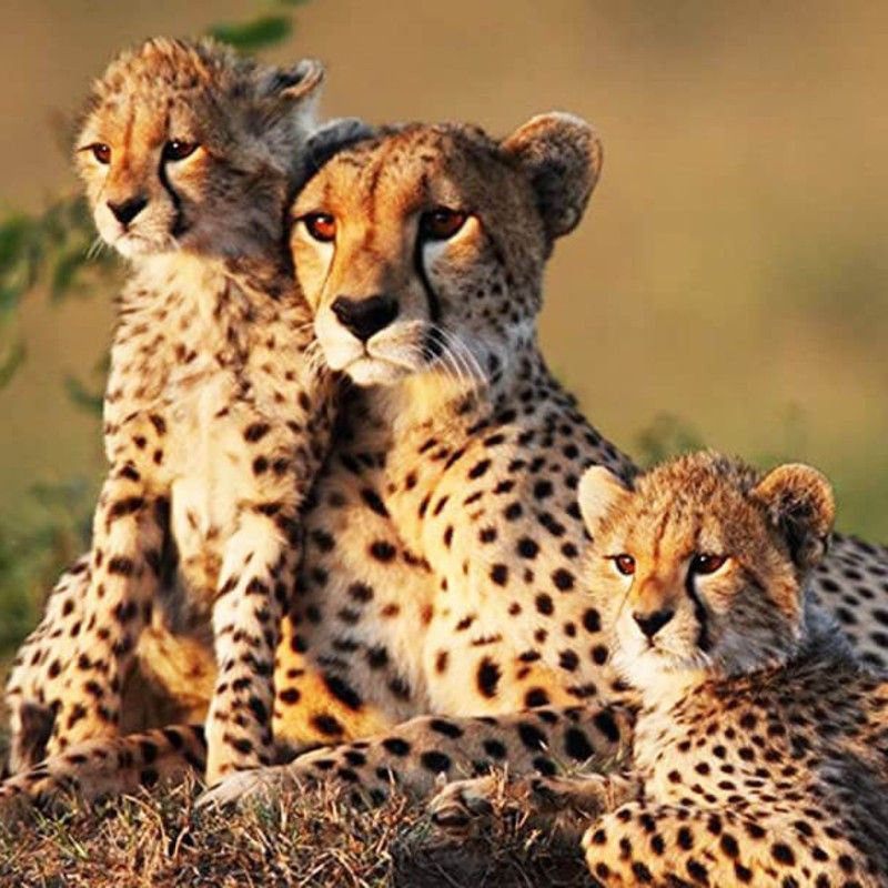 A family of cheetahs rests and moves gracefully across the golden savannah of Meru National Park in Kenya, captured in this striking wildlife travel photograph. Surrounded by open plains and scattered acacia trees, the cheetahs display their elegance, speed, and social bonds in one of East Africa’s most remote and pristine safari destinations. Meru National Park, renowned for its diverse wildlife and unspoiled landscapes, offers exceptional opportunities to observe predators and other iconic species in their natural habitat. Ideal for wildlife enthusiasts, photographers, and adventure travelers, this scene captures the beauty, agility, and grace of Africa’s most iconic big cats. Inspiration Africa specializes in bespoke, tailor-made safaris across Kenya and Africa, creating authentic, immersive wildlife experiences in extraordinary destinations.