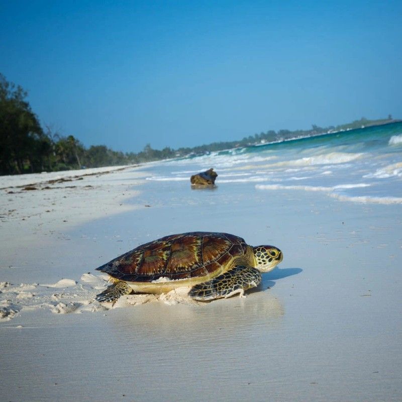 An adult sea turtle resting on the sandy beach of Watamu National Park in Kenya is captured in this evocative travel photograph, taken during a guided turtle watching experience. The turtle’s textured shell contrasts with the soft, golden sand, while the turquoise waters of the Indian Ocean form a tranquil backdrop. Gentle natural light enhances the scene, emphasizing the importance of marine conservation within this protected coastal reserve. The image conveys respect, stillness, and the privilege of observing wildlife responsibly in its natural habitat. Inspiration Africa curates bespoke, tailor-made journeys to Kenya and across Africa, combining meaningful wildlife encounters with immersive coastal and conservation-focused travel experiences.