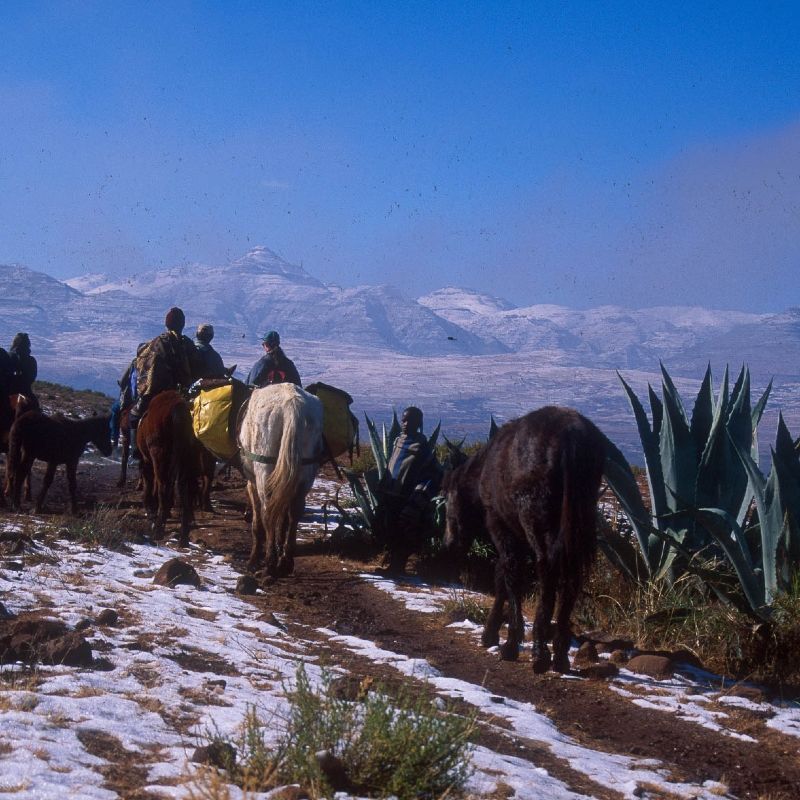 Horse riders travel across wide open plains toward snow-capped mountains in the distance—an iconic scene in Lesotho, where horseback is a traditional and practical way to explore. With its vast, rugged landscapes and dramatic highlands, Lesotho is one of the best destinations in Africa for horseback adventures. Trails lead through remote villages, across rivers, and into alpine valleys, offering an authentic and immersive way to experience the “Kingdom in the Sky.” Inspiration Africa organizes custom travel to Lesotho, including guided horse treks tailored to your interests, ensuring an unforgettable journey through this stunning, high-altitude terrain.