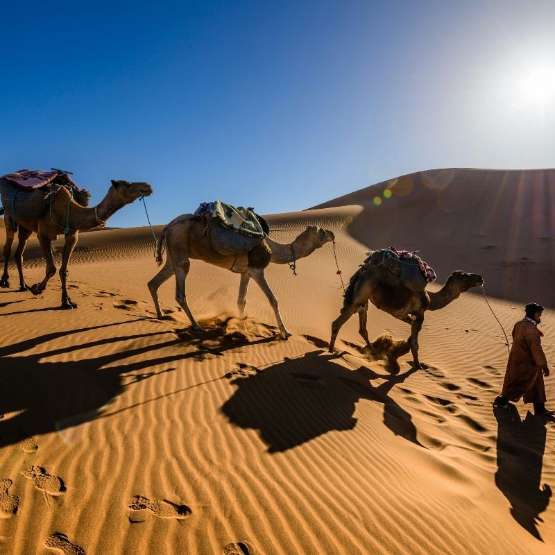 Experience the enchanting beauty of Morocco’s Sahara with this captivating image of camels crossing the desert in Merzouga. The photo captures their silhouettes moving gracefully over golden sand dunes, highlighting the timeless rhythm of desert travel and the deep connection between local culture and the landscape. The warm light, shifting shadows, and sweeping curves of the dunes create a serene and atmospheric scene that embodies the magic of the Moroccan Sahara.
Inspiration Africa crafts tailor-made journeys to Morocco, offering travellers the opportunity to explore Merzouga’s vast dunes, enjoy camel rides at sunrise or sunset, and immerse themselves in the captivating scenery and rich traditions of this iconic desert region.