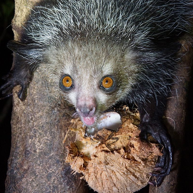 At Palmarium Reserve in Madagascar, lemurs leap through lush forests, offering close encounters with rare species like the indri and aye-aye, set against a backdrop of serene lakes and exotic vegetation. Inspiration Africa specializes in bespoke, tailor-made journeys to Madagascar and across Africa, crafting extraordinary safari and adventure experiences in remarkable destinations.