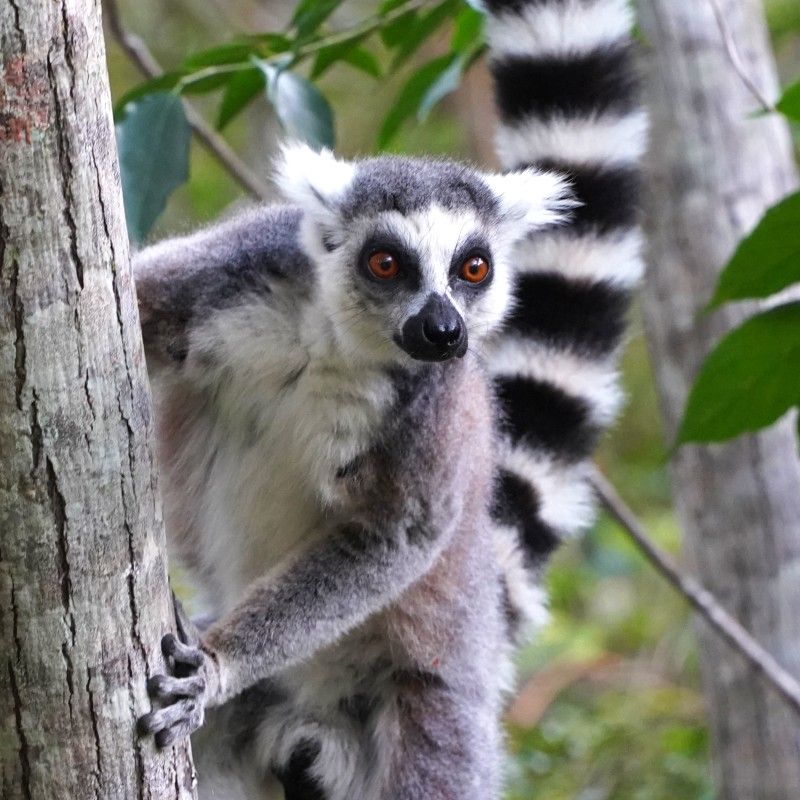 Discover the extraordinary biodiversity of Madagascar with Inspiration Africa. From curious lemurs to an astonishing array of endemic flora and fauna found nowhere else on Earth, Madagascar is a living natural wonder. We specialize in designing bespoke, tailor-made journeys that combine extraordinary perspectives with Africa’s most remarkable destinations, offering immersive nature and wildlife experiences in truly unique ecosystems.