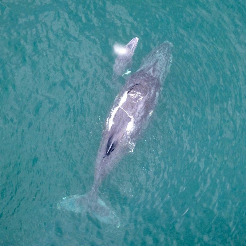 An aerial view captures a tender moment between a whale and her calf in the pristine waters of Masoala National Park, Madagascar, taken during an unforgettable marine wildlife encounter. Gliding side by side through crystal-clear ocean, the pair highlights the gentle bond between mother and baby within one of the Indian Ocean’s most untouched marine environments. Masoala National Park is renowned for its rich biodiversity, combining protected rainforests and marine habitats that attract migrating whales each season. Ideal for marine wildlife enthusiasts, photographers, and nature lovers, this scene reflects the serenity, scale, and beauty of Madagascar’s extraordinary ocean life. Inspiration Africa specializes in bespoke, tailor-made journeys to Madagascar and across Africa, crafting authentic travel experiences that showcase rare marine encounters and remote natural destinations.