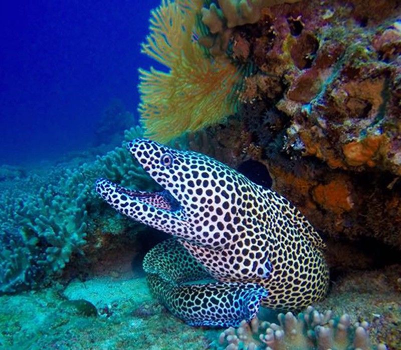 A curious moray eel peers out from the crevices of a coral reef at Sakatia Lodge in northern Madagascar, captured during a scuba diving adventure in this striking underwater travel photograph. Its sinuous body and patterned skin contrast beautifully with the vibrant corals and crystal-clear waters, highlighting the rich biodiversity of Madagascar’s marine ecosystems. Sakatia Lodge is renowned for its pristine reefs, calm diving conditions, and abundant marine life, offering exceptional opportunities for underwater exploration and photography. Ideal for divers, marine wildlife enthusiasts, and underwater photographers, this scene showcases the beauty, intrigue, and ecological richness of Madagascar’s coastal waters. Inspiration Africa specializes in bespoke, tailor-made journeys to Madagascar and across Africa, crafting immersive marine adventures and unforgettable underwater experiences in extraordinary destinations.