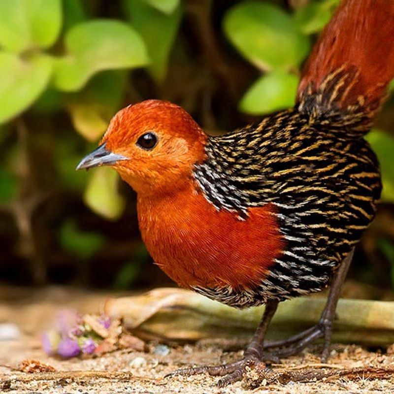 Birdwatching in Madagascar offers encounters with rare and endemic species, from vibrant vangas to the elusive ground rollers, set against diverse landscapes of rainforests, wetlands, and spiny forests teeming with unique avian life. Inspiration Africa specializes in bespoke, tailor-made journeys to Madagascar and across Africa, crafting extraordinary safari and adventure experiences in remarkable destinations.