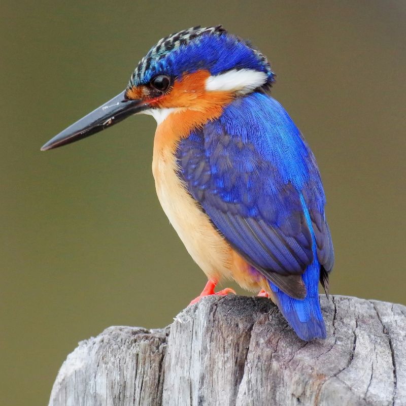 Experience the vibrant wildlife of Madagascar with this captivating image of a blue kingfisher. The photo captures the bird perched gracefully, showcasing its striking blue plumage, sharp beak, and alert gaze against the lush island vegetation. This scene highlights Madagascar’s incredible avian diversity and the unique charm of its endemic bird species, offering a glimpse into the rich ecosystems that make the island a birdwatcher’s paradise.
Inspiration Africa crafts tailor-made journeys to Madagascar, giving travellers the opportunity to observe blue kingfishers and other extraordinary bird species in their natural habitat, explore the island’s diverse landscapes, and immerse themselves in the remarkable wildlife and natural beauty of this unique African destination.