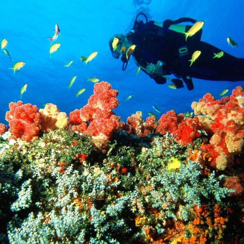 Diving in Nosy Be, Madagascar, reveals vibrant coral reefs, sea turtles, and tropical fish. Explore underwater caves, drift alongside manta rays, and experience the island’s rich marine biodiversity in warm, crystal-clear waters. Inspiration Africa specializes in bespoke, tailor-made journeys to Madagascar and across Africa, crafting extraordinary safari and adventure experiences in remarkable destinations.