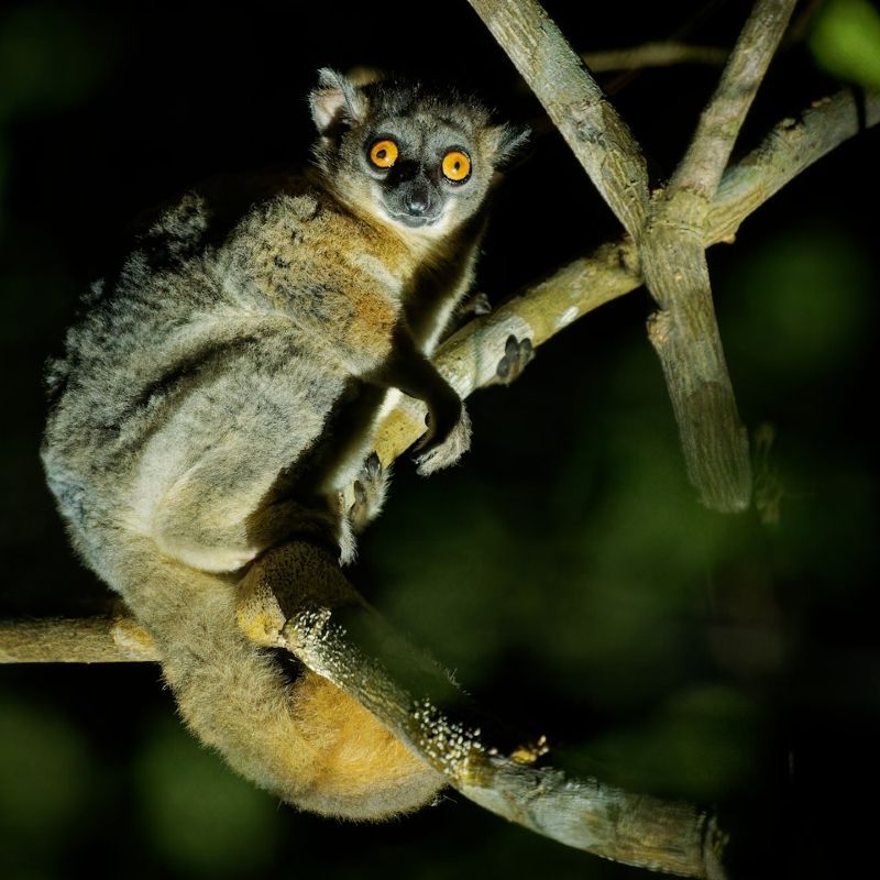 Night walks in Madagascar’s parks reveal a hidden world of nocturnal wildlife, where flashlight beams catch glowing eyes of mouse lemurs, camouflaged chameleons, and endemic frogs in the dense, mysterious rainforest. Inspiration Africa specializes in bespoke, tailor-made journeys to Madagascar and across Africa, crafting extraordinary safari and adventure experiences in remarkable destinations.