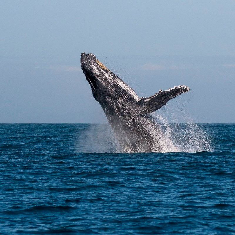 Whale watching off Île Sainte-Marie in Madagascar offers breathtaking encounters with humpback whales as they breach and play in the warm waters during their annual migration from June to September. Inspiration Africa specializes in bespoke, tailor-made journeys to Madagascar and across Africa, crafting extraordinary safari and adventure experiences in remarkable destinations.