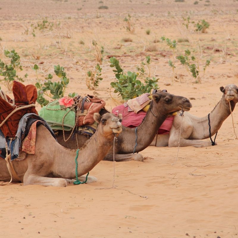 Camel trekking in Mauritania offers a timeless journey through vast desert landscapes shaped by centuries of nomadic tradition. Once essential for caravans transporting salt, gold, and goods across the Sahara, camels remain central to the cultural identity of local tribes. Trekking across golden dunes and rocky plateaus, travelers connect with the rhythms of the desert and the legacy of ancient trade routes. Inspiration Africa designs custom adventures that immerse you in this rich heritage, guided by experienced locals who know the land intimately. Discover Mauritania by camel, where every step follows paths carved by history and tradition.