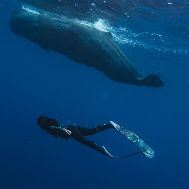 A snorkeler floats beside a magnificent whale in the clear, turquoise waters off Mauritius, captured in this breathtaking marine wildlife travel photograph. The whale’s immense size and graceful movement create a sense of awe and wonder, while the snorkeler highlights the intimacy and scale of this extraordinary encounter. Mauritius is renowned for its pristine waters, vibrant marine life, and rare opportunities to witness whales up close in a responsible and safe manner. Ideal for snorkelers, marine wildlife enthusiasts, and underwater photographers, this scene captures the beauty, majesty, and serenity of the Indian Ocean’s giants. Inspiration Africa specializes in bespoke, tailor-made journeys to Mauritius and across Africa, crafting immersive marine experiences and unforgettable underwater wildlife encounters in extraordinary destinations.