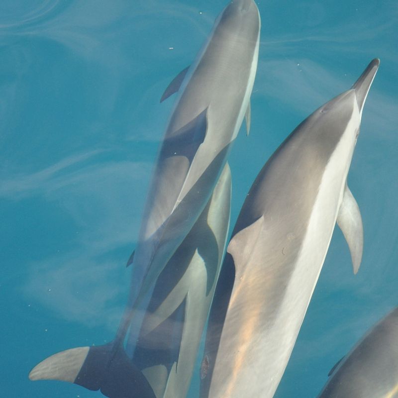 A playful pod of dolphins swims gracefully beneath the crystal-clear waters of Mauritius, captured in this mesmerizing underwater travel photograph. Sunlight filters through the turquoise ocean, illuminating the sleek, dynamic forms of the dolphins as they glide in harmony through their vibrant marine environment. Mauritius is renowned for its rich biodiversity, pristine coral reefs, and exceptional opportunities for snorkeling, diving, and marine wildlife encounters. Ideal for nature lovers, photographers, and adventure travelers, this scene captures the energy, elegance, and beauty of the Indian Ocean’s marine life. Inspiration Africa specializes in bespoke, tailor-made journeys to Mauritius and across Africa, crafting immersive coastal and underwater experiences that showcase extraordinary wildlife and unforgettable ocean adventures.