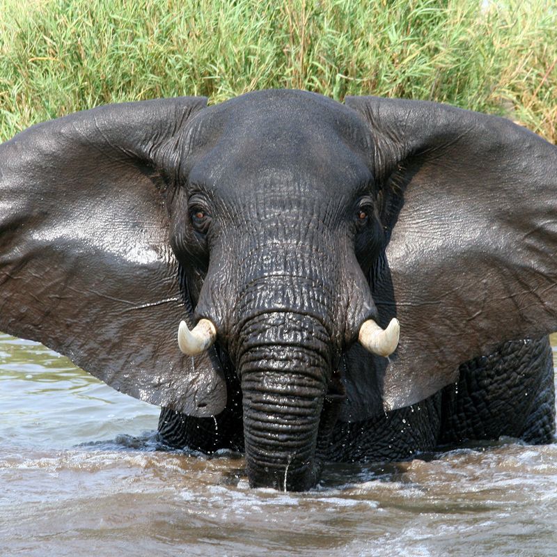 Glide along the Shire River on a boat safari in Liwonde National Park, where elephants, hippos, crocodiles, and abundant birdlife gather at the water’s edge. This unique perspective offers one of Malawi’s most rewarding wildlife experiences, combining serene river travel with exceptional game viewing. Inspiration Africa specializes in bespoke, tailor-made journeys to Malawi and across Africa, crafting extraordinary safari and adventure experiences in remarkable destinations.