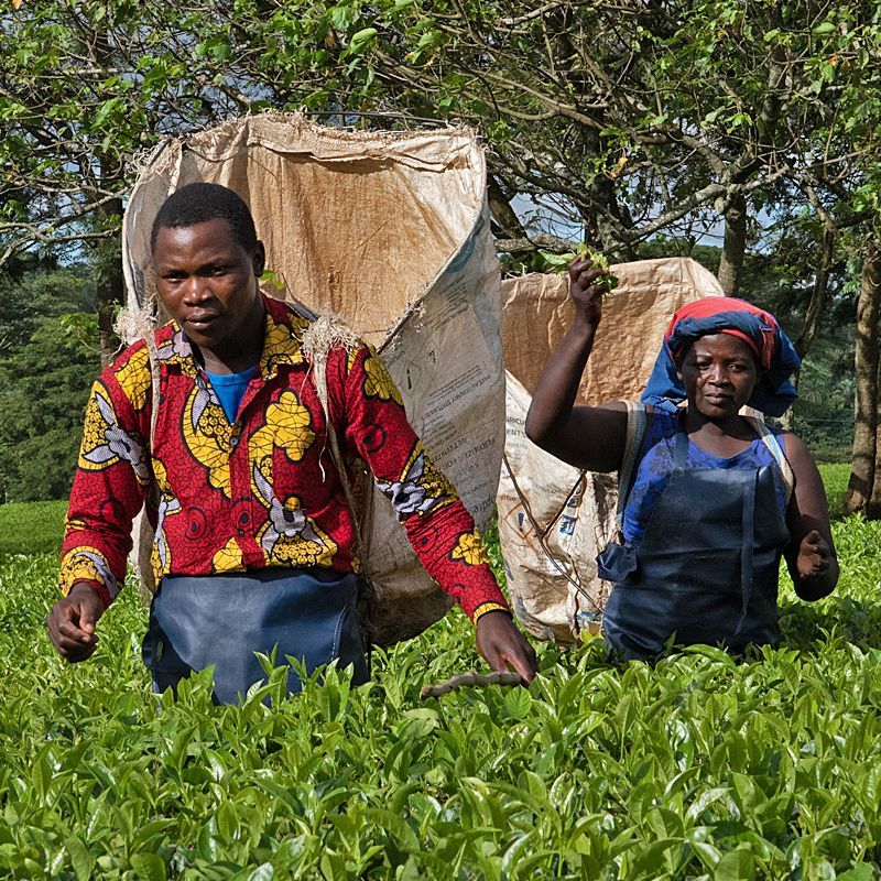 Discover the gentle landscapes of Malawi with Inspiration Africa. This image of tea pluckers working the rolling plantations of Thyolo reflects Malawi’s agricultural heritage and serene beauty. We specialize in designing bespoke, tailor-made journeys that combine extraordinary perspectives with Africa’s most remarkable destinations, blending cultural encounters, scenic travel, and authentic local experiences.