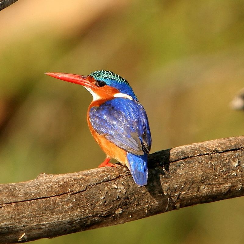 A vibrant kingfisher perched near the water in Malawi is captured in this striking wildlife photograph, highlighting the bird’s brilliant plumage and delicate features. The kingfisher’s vivid blues and oranges stand out against the soft natural background of reeds, riverbanks, or lakeshore vegetation, reflecting the rich biodiversity of Malawi’s waterways. The image conveys a moment of stillness and precision, as the bird watches the water below for movement. This close-up perspective emphasizes the beauty and character of one of Africa’s most colorful bird species, offering an authentic glimpse into Malawi’s natural environment. Inspiration Africa specializes in bespoke, tailor-made journeys to Malawi and across Africa, crafting unforgettable safari and travel experiences in extraordinary destinations.