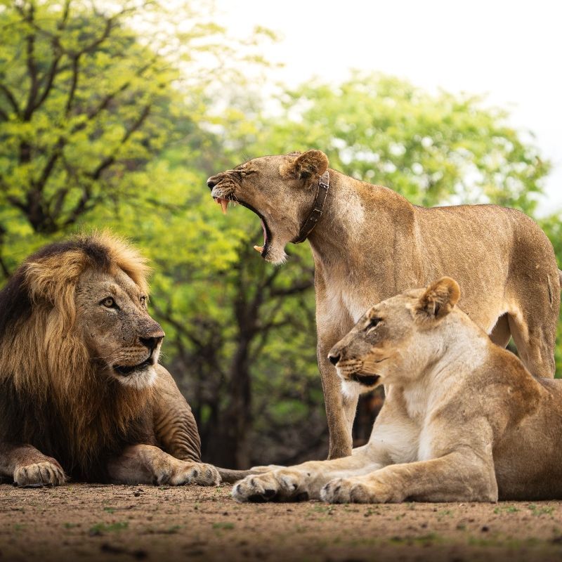 Gaze upon a powerful pride of lions moving through the diverse landscapes of Malawi, captured in this striking wildlife photograph. The image highlights the strength and elegance of Africa’s apex predators set against a backdrop of rolling terrain and wild, open spaces that showcase the country’s lesser-known but richly rewarding safari environments. Malawi’s protected areas offer a unique blend of biodiversity and intimacy, where remarkable wildlife encounters unfold in peaceful, uncrowded settings. Observing lions in Malawi provides a rare and unforgettable safari experience, combining authentic wilderness with the warmth and serenity of Southern Africa’s hidden gem.
Inspiration Africa specializes in crafting bespoke, tailor-made journeys across Africa, designing immersive travel experiences that reveal extraordinary wildlife encounters and the unexpected natural beauty of destinations like Malawi.