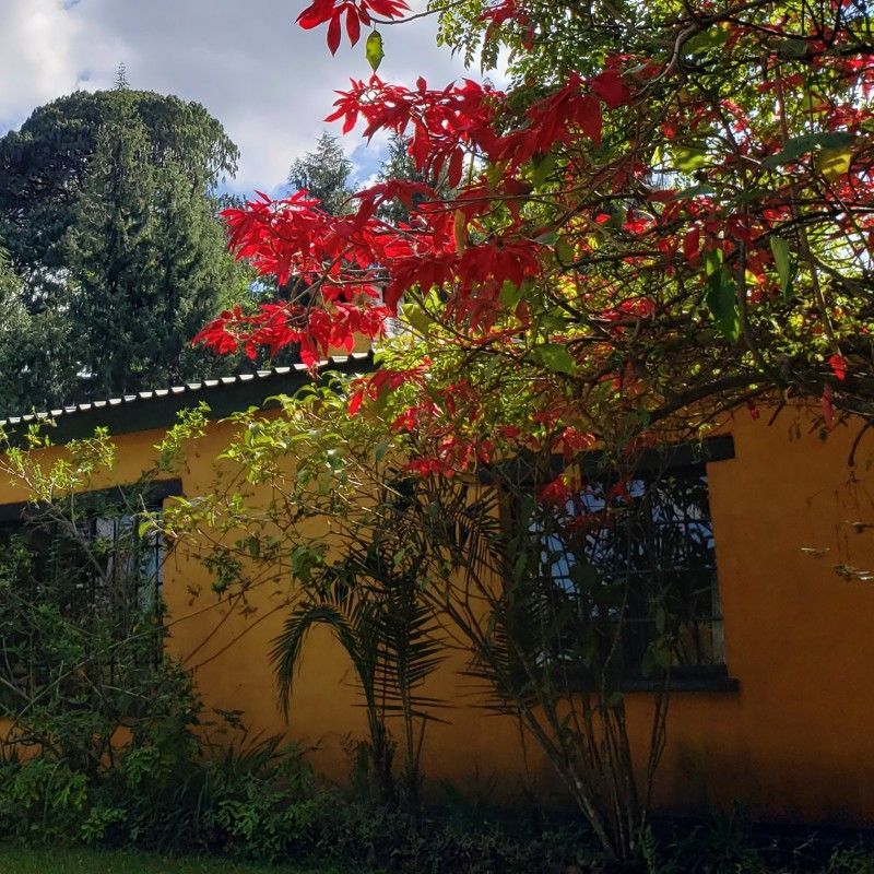 The exterior of Zomba Forest Lodge in Malawi is captured in this charming travel photograph, framed by vibrant bright pink bougainvillea cascading across the lodge’s façade. Surrounded by lush greenery and forested hills, the lodge blends harmoniously with its tranquil natural setting on the Zomba Plateau. The vivid flowers contrast beautifully with the earthy tones of the building and the surrounding foliage, creating a warm and inviting atmosphere. Soft natural light enhances the textures and colors, emphasizing the lodge’s peaceful, garden-like environment and sense of seclusion. Inspiration Africa curates bespoke, tailor-made journeys to Malawi and across Africa, combining intimate lodge stays with immersive nature, cultural, and scenic experiences.