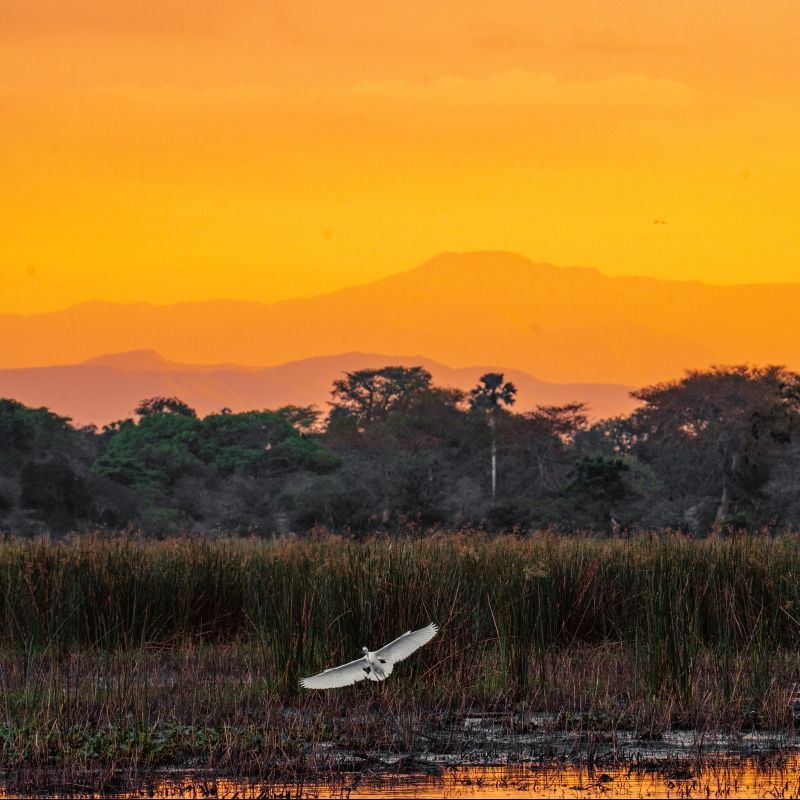 A bright orange sunset illuminates the landscapes of Zomba Nature Reserve in Malawi, captured in this atmospheric travel photograph. Warm light spreads across rolling plateaus, forested slopes, and distant valleys, highlighting the reserve’s scenic beauty and peaceful atmosphere. Known for its cool highland climate, waterfalls, and panoramic viewpoints, Zomba Nature Reserve offers rewarding hiking and nature experiences away from the crowds. This sunset scene reflects the tranquility and natural charm of one of Malawi’s most picturesque destinations, ideal for nature lovers and photographers. Inspiration Africa specializes in bespoke, tailor-made journeys to Malawi and across Africa, crafting authentic travel experiences that showcase stunning landscapes, serene wilderness, and unforgettable moments in extraordinary destinations.
