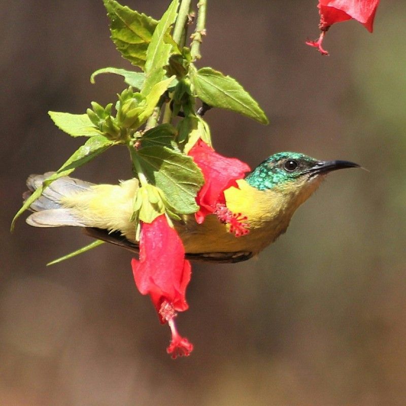 A vibrant African sunbird clings delicately to a bright pink flower in Malawi, captured in this striking wildlife travel photograph. Its iridescent plumage glimmers in the sunlight, contrasting beautifully with the soft petals of the flower, showcasing the intricate beauty of Malawi’s birdlife and flora. Sunbirds, known for their agility and vivid colors, are a delight for birdwatchers and photographers alike, highlighting the biodiversity of Africa’s tropical landscapes. Ideal for nature enthusiasts, photographers, and bird lovers, this scene captures the charm, color, and vibrancy of Malawi’s natural environment. Inspiration Africa specializes in bespoke, tailor-made journeys to Malawi and across Africa, crafting immersive wildlife and birdwatching experiences in extraordinary destinations.