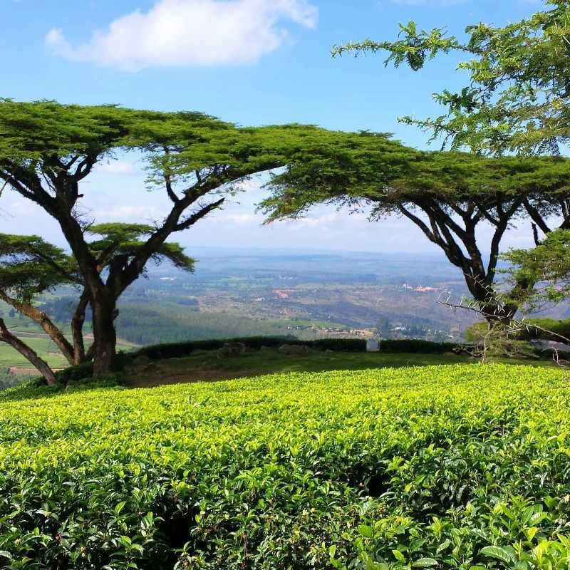 Rolling green tea plantations in Malawi are captured in this vibrant travel photograph, highlighting the country’s lush, fertile highlands and agricultural heritage. Neatly trimmed rows of vibrant tea bushes stretch across gently undulating hills, creating a rhythmic and visually striking landscape. Soft natural light accentuates the rich green tones and textures, conveying a sense of calm and serenity. This scene reflects Malawi’s long-standing tea-growing tradition and the harmonious relationship between people and land. Inspiration Africa curates bespoke, tailor-made journeys to Malawi and across Africa, combining immersive cultural experiences with scenic landscapes and authentic local encounters.