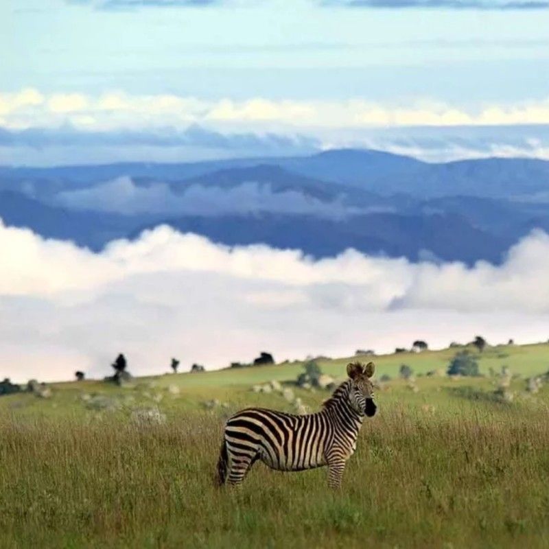 A lone zebra standing on the misty highlands of Nyika National Park, Malawi, is captured in this evocative travel photograph, appearing above a sea of clouds that blankets the rolling landscape below. The zebra’s striking black-and-white stripes contrast beautifully with the soft, diffuse light and muted tones of the grasslands, emphasizing its presence in the vast, elevated terrain. Wisps of cloud drift around the peaks and valleys, creating a serene, almost otherworldly atmosphere that reflects the park’s unique montane ecosystem. This image showcases the combination of wildlife, dramatic scenery, and tranquility that defines a Nyika safari experience. Inspiration Africa specializes in bespoke, tailor-made journeys to Malawi and across Africa, crafting unforgettable wildlife and nature encounters in extraordinary destinations.
